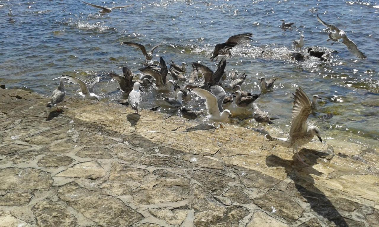 Novigrad Istria Apartments Edo מראה חיצוני תמונה